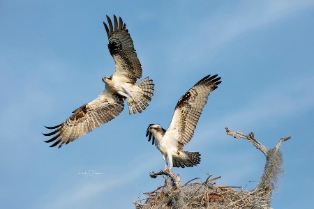 Mr. and Mrs. Osprey Leaving the Nest