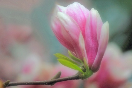 magnolia bloom