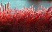 Red Reeds 