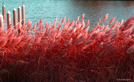 Red Reeds 