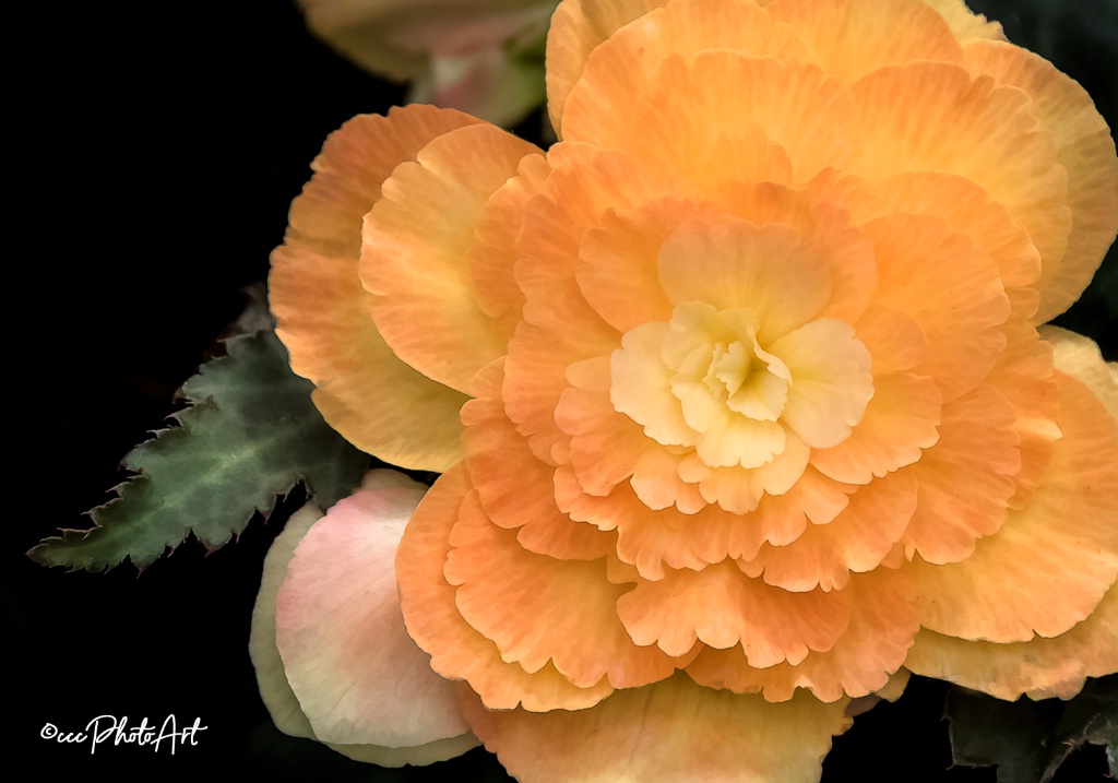 Apricot Ruffles