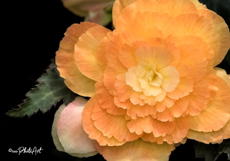 Apricot Ruffles