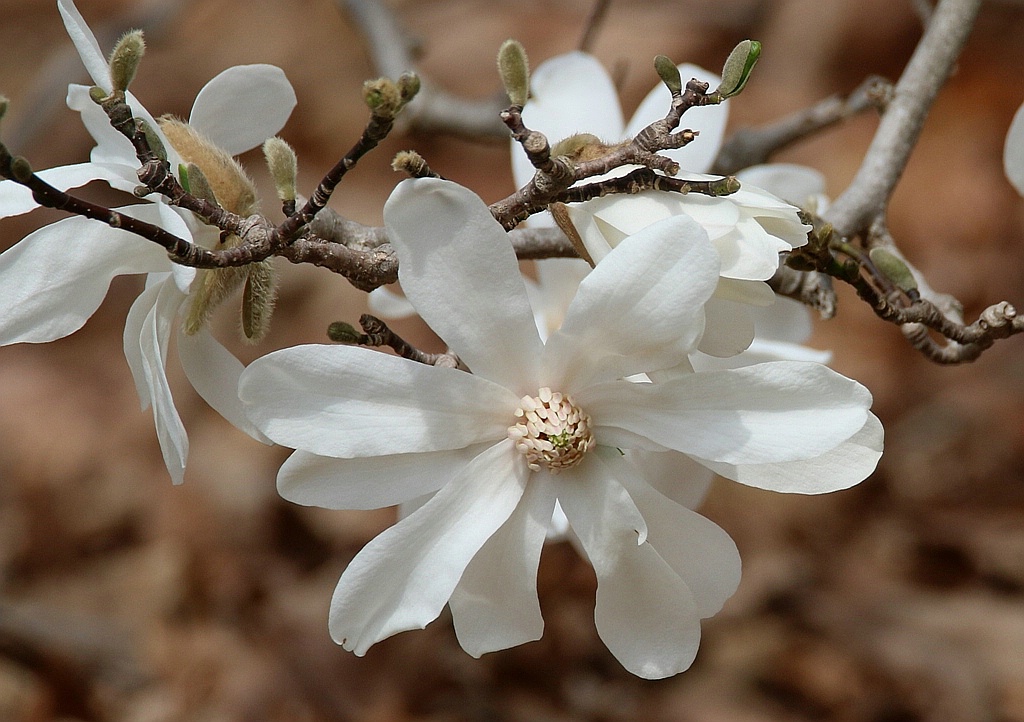 White Magnolia