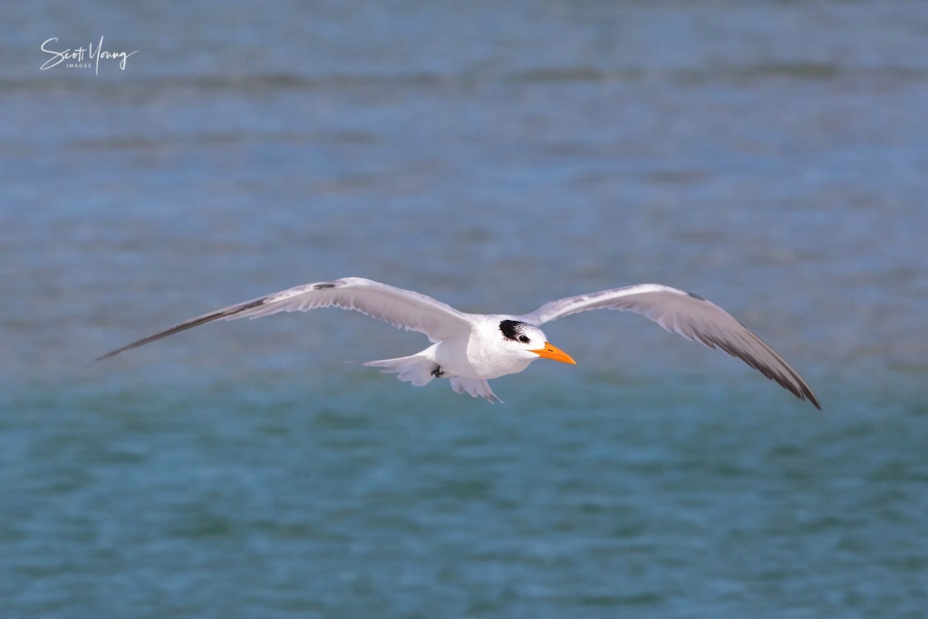 Tern Flight; Ft. DeSoto; Tiera Verde, FL - ID: 15718482 © Richard S. Young