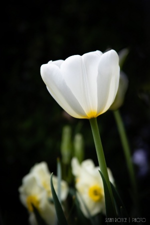 Tulip Among the Jonquils