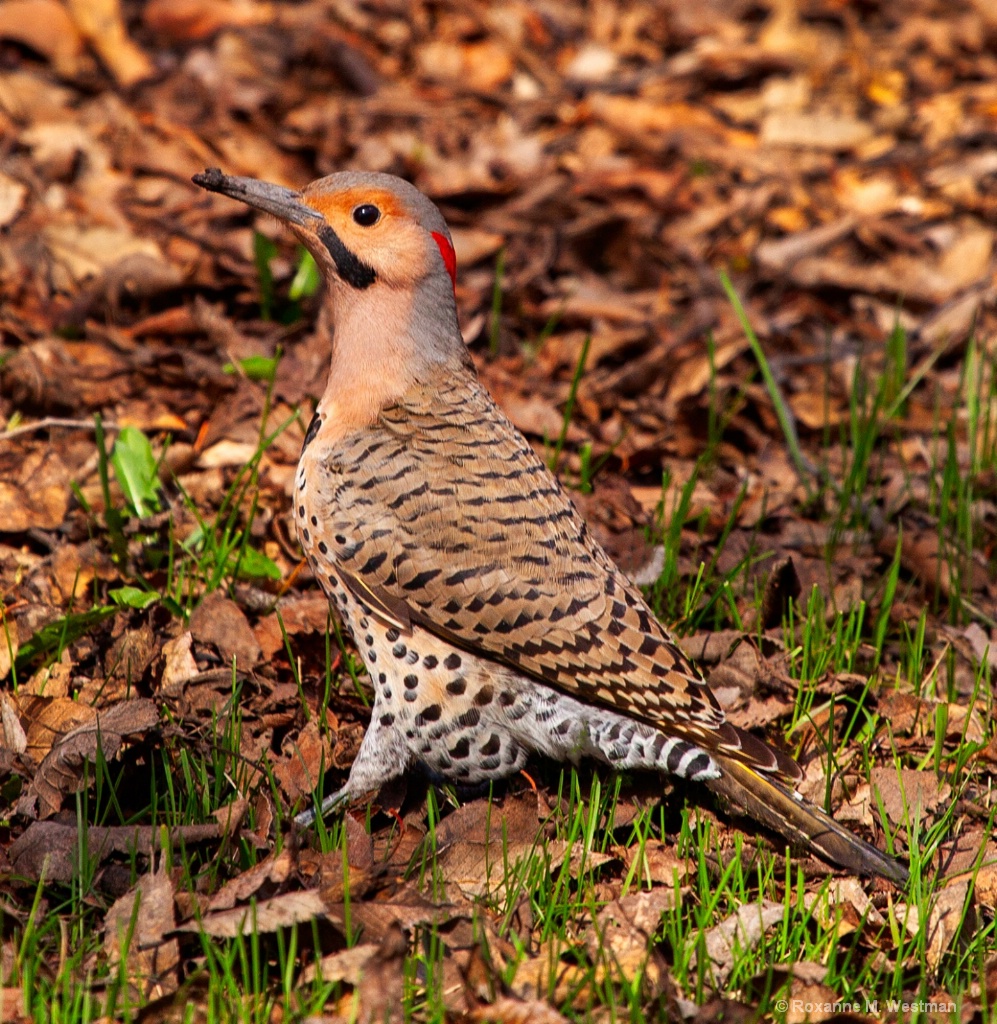 Northern Flicker - ID: 15718573 © Roxanne M. Westman