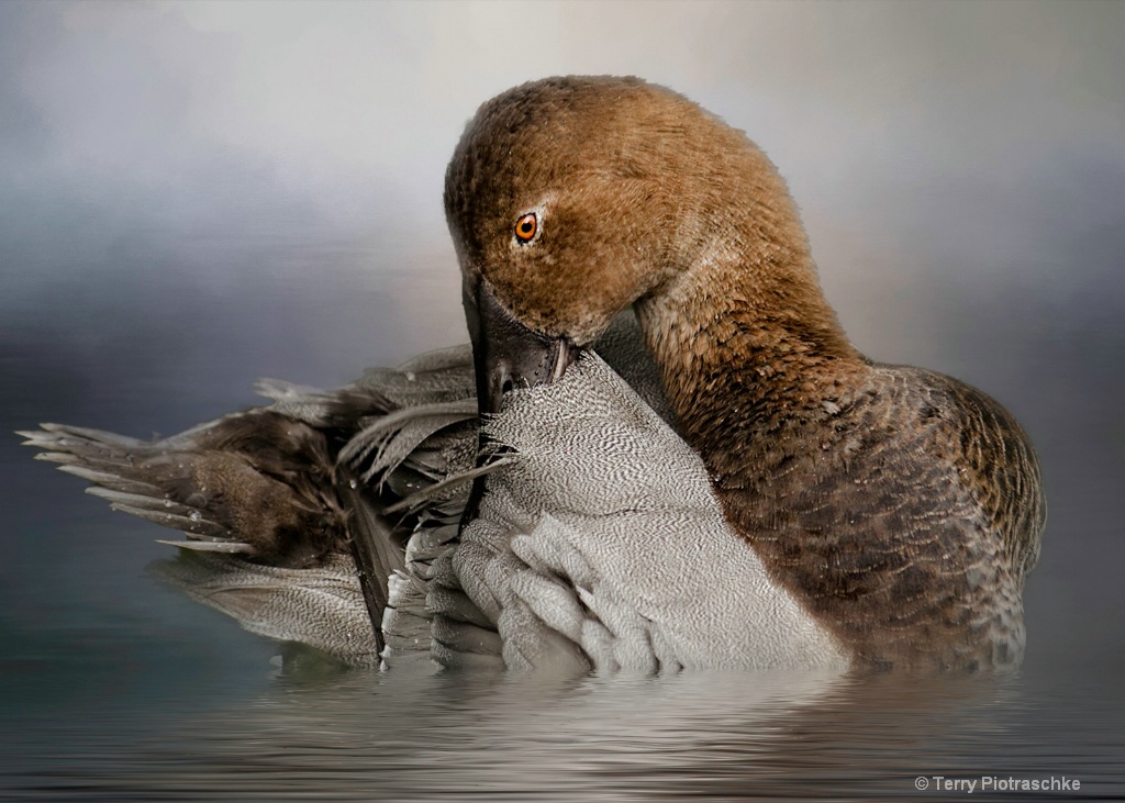 A Duck In Water