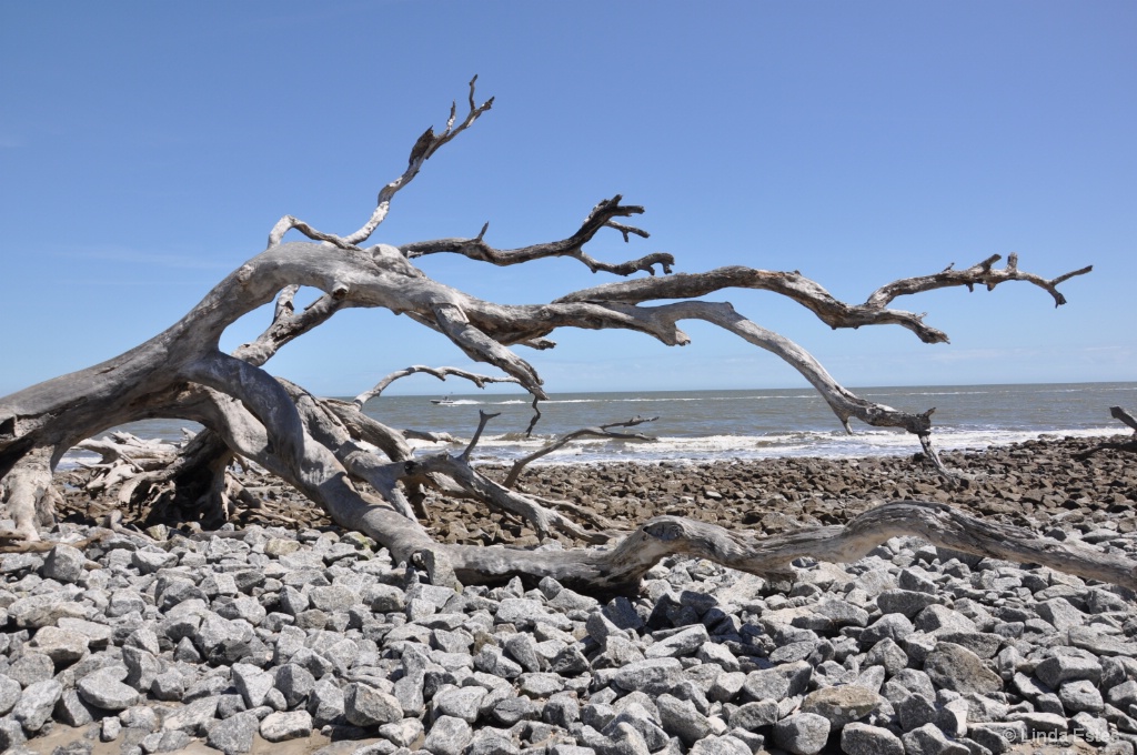 Driftwood at Low Tide