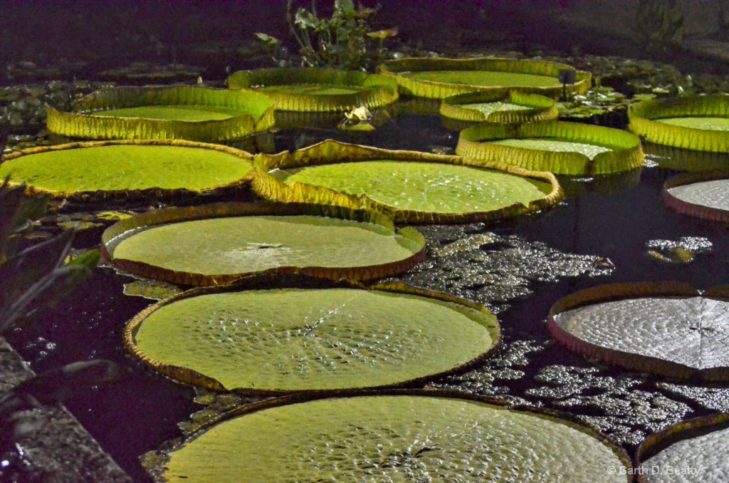 Circular Lily Pads by our Creator 