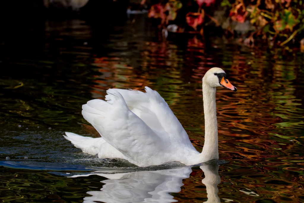 White swan