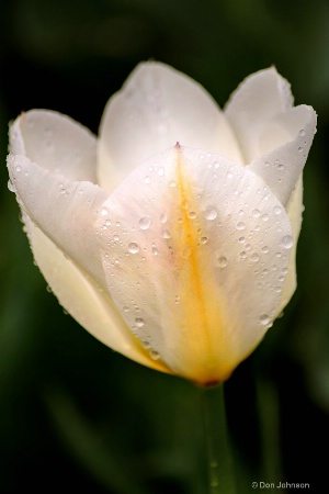 White Tulip Profile 3-0 F LR 4-13-19 J358
