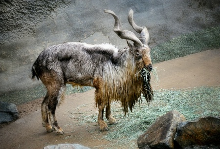 Markhor Mountain Goat