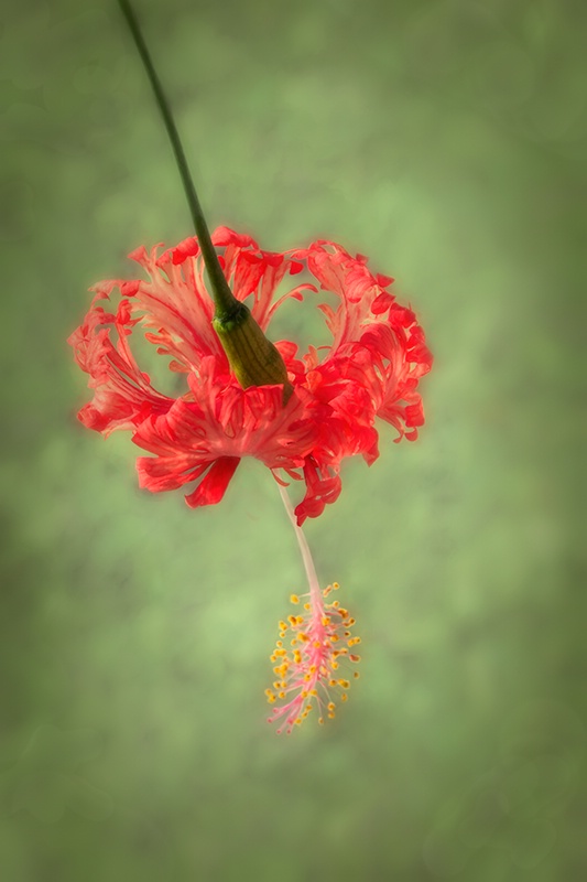 Fringed Rosemallow