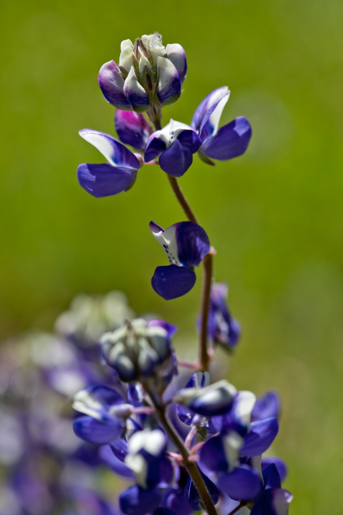 Bi-Color Lupine