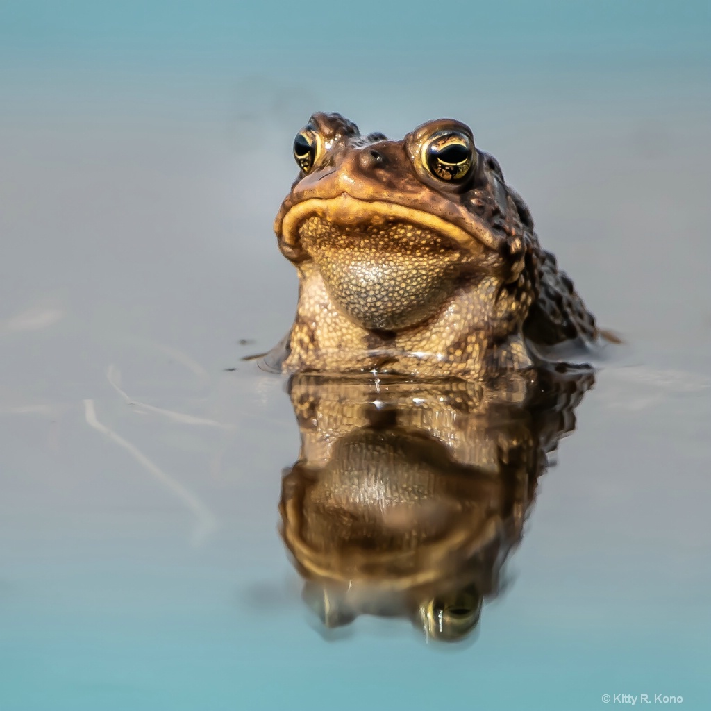 The Great American Toad