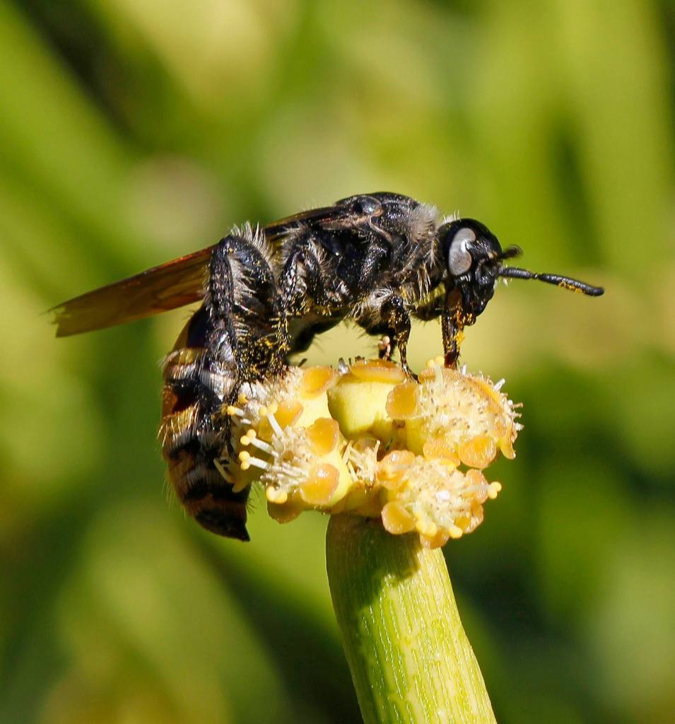 Peculiar Pollinator - ID: 15718938 © Lynnmarie Daley