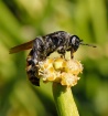 Peculiar Pollinat...