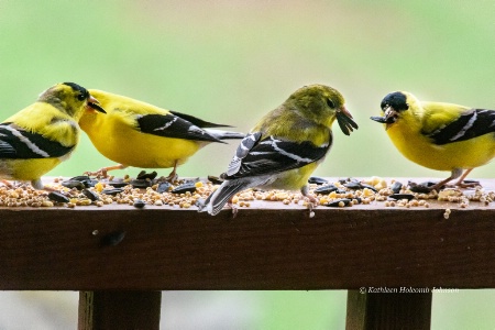Goldfinch Dinner Gathering!