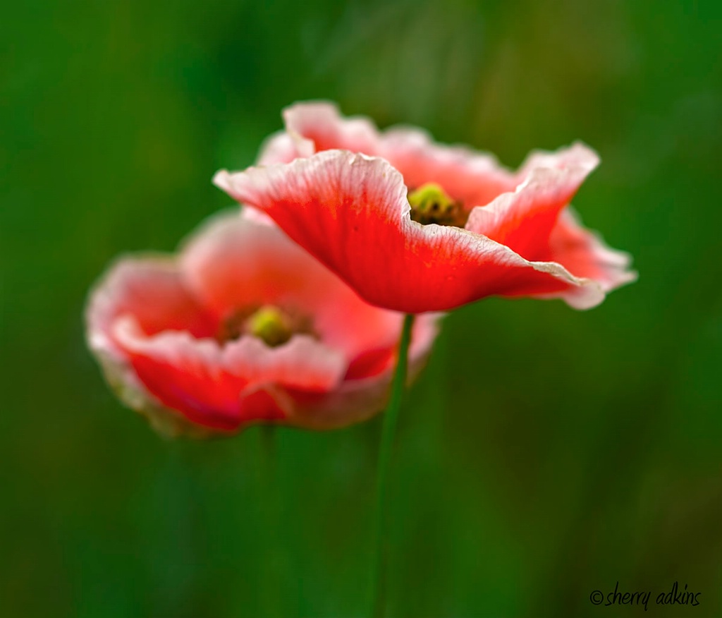Poppies - ID: 15719268 © Sherry Karr Adkins
