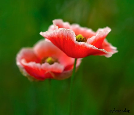 Poppies