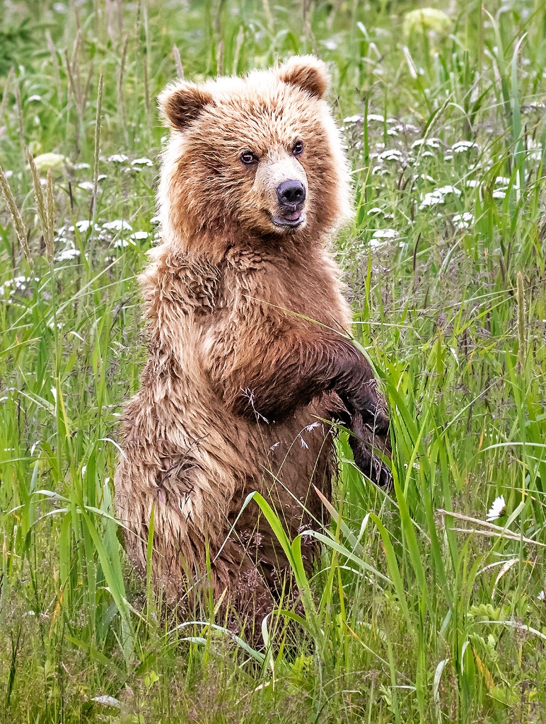 Curious Cub   