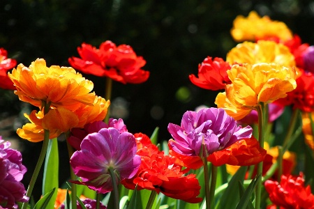 Colorful Tulips