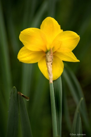 Back of Daffodil 3-0 F LR 4-13-19 J177