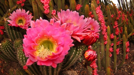 California Cactus Bloom