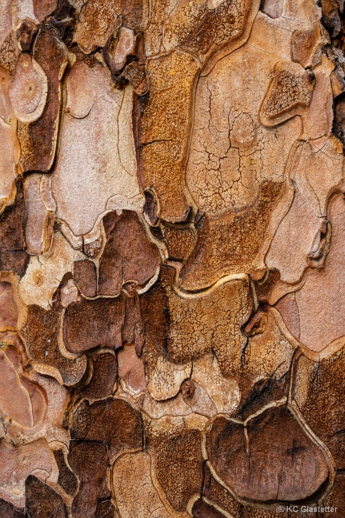 The puzzle of the Ponderosa bark