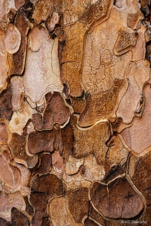 The puzzle of the Ponderosa bark