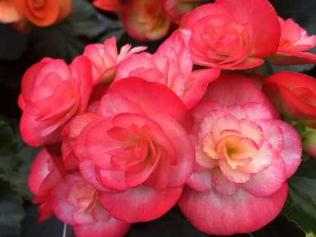 Begonia