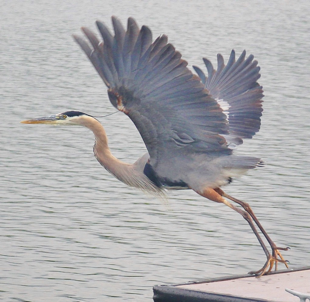 Mr. Blue Heron