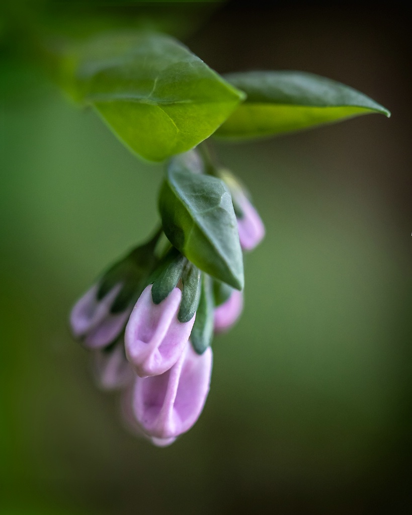 Blue Bell Buds  