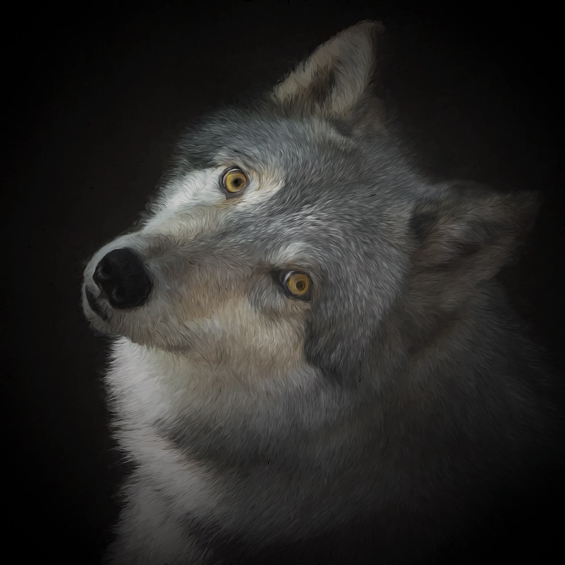 Gray Wolf