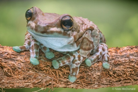 Amazon Milk Frog