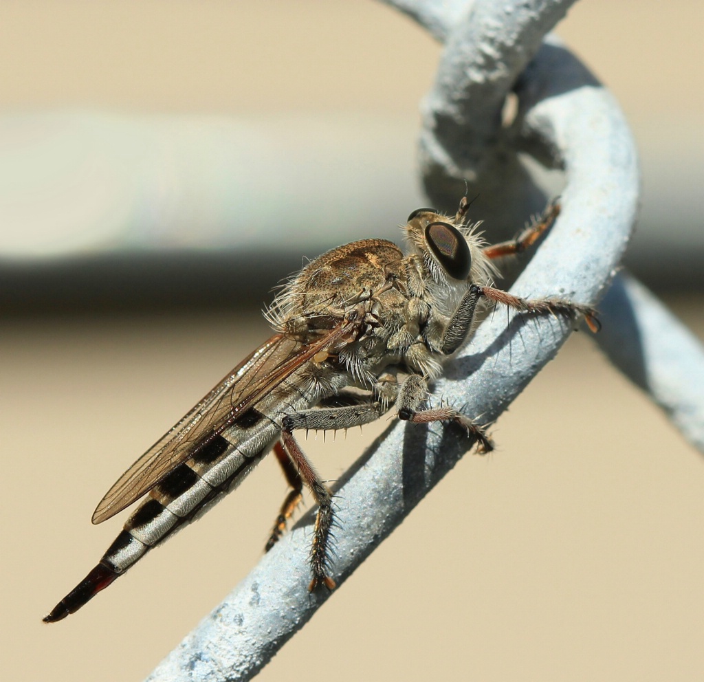 Robber Fly