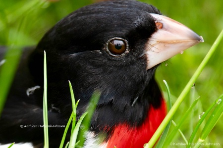 Looking a Grosbeak in the Eye! Literally.....