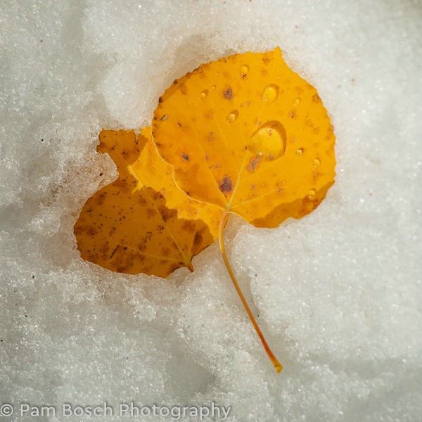 Fall Aspen Leaves on snow - ID: 15720066 © Pamela Bosch
