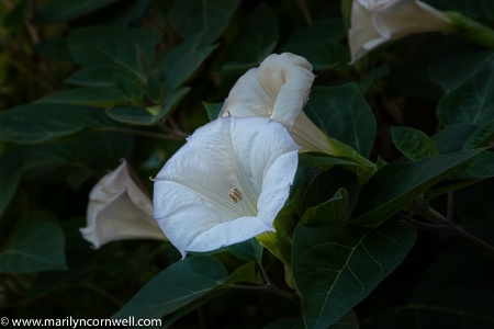 Moon Lit Flowers