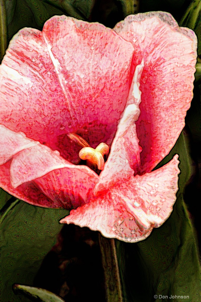 Artistic Pink Tulip Macro 6-0 F LR 4-13-19 J709