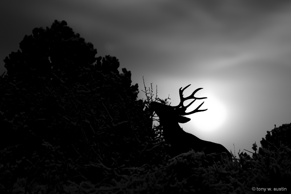 Silhouette of deer