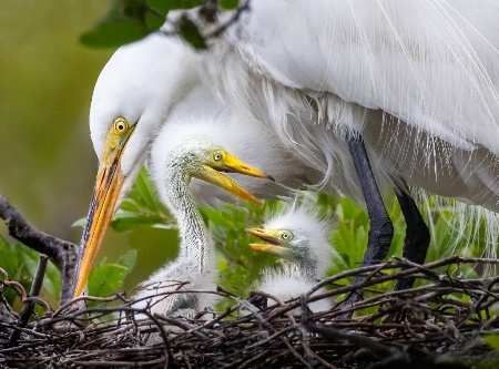 Egret Family Portrait  