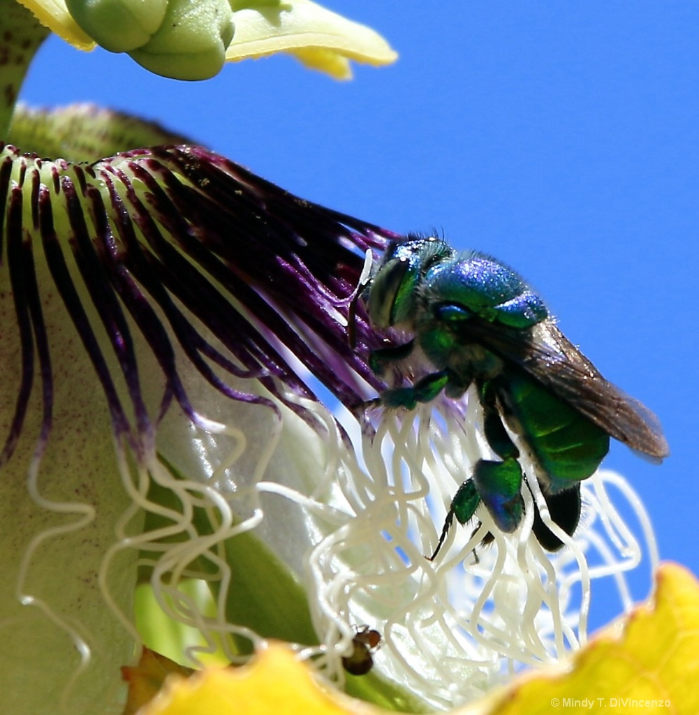 1 Passion Fruit Flower IMG 0802.JPG