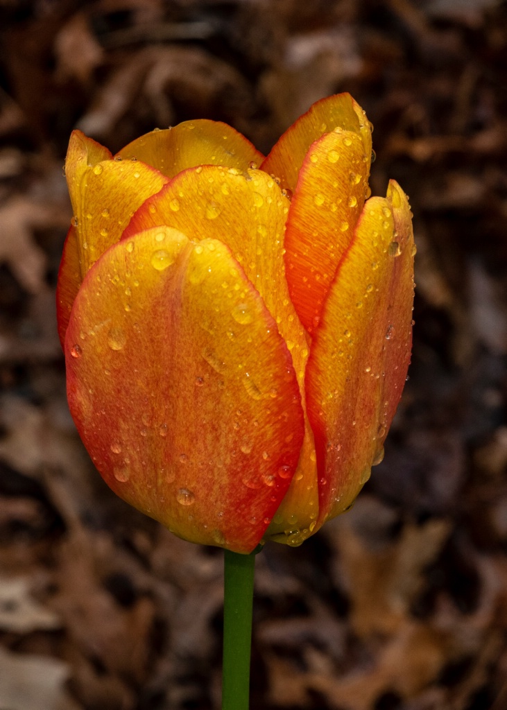 Tulip Showers