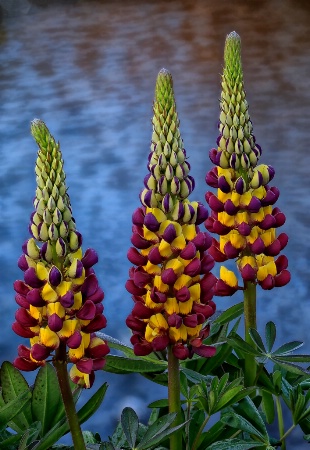 Multi Colored Lupine