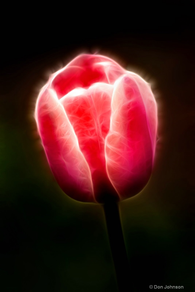 Artistic Pink Tulip Profile 6-0 F LR 4-13-19 J248