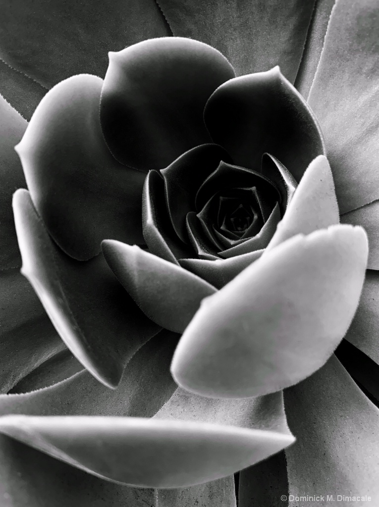~ ~ LINES OF THE AGAVE ~ ~ 