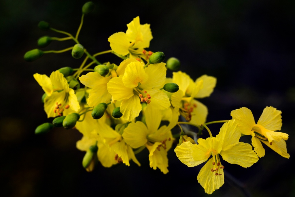 Blossoms and Buds