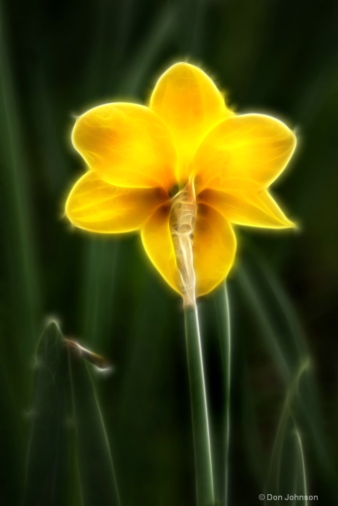 Artistic Back of Daffodil 6-0 F LR 4-13-19 J177