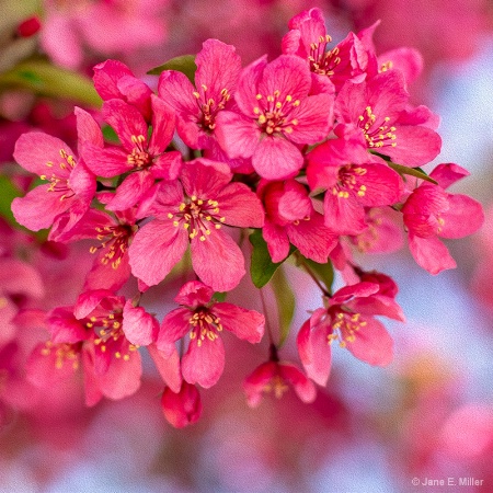 Pink Explosion!